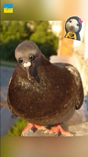 Funny animals you never seen before 😂