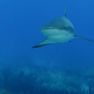 33 reactions · 7 comments | Would you like to experience swimming up close with sharks? 麗 | Discovery Channel Australia | Facebook