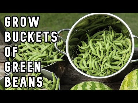 Foolproof Way to Plant and Grow Green Beans from Seeds in the Garden