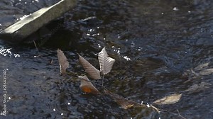 Branch from a beech tree partially submerged in a small river. Closeup shot, bright midday sun. Highlights on the ripples.