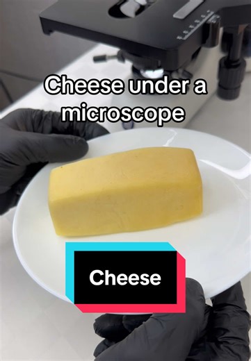 Exploring Cheese Under a Microscope
