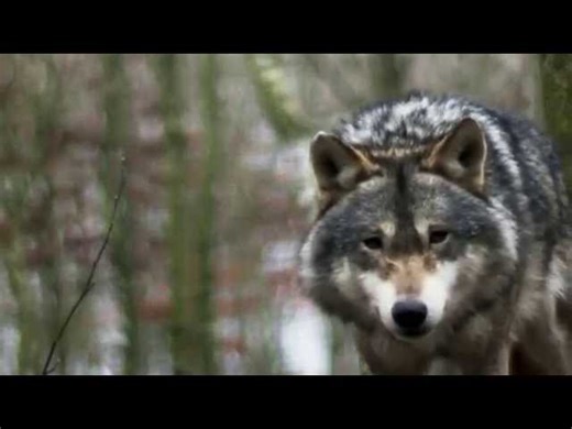 The 7 Teachings of the Anishinaabe - Native Peoples