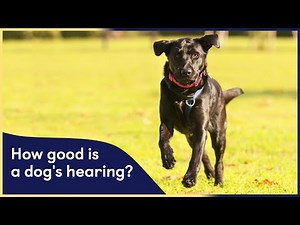 How Good is a Dogs Hearing?