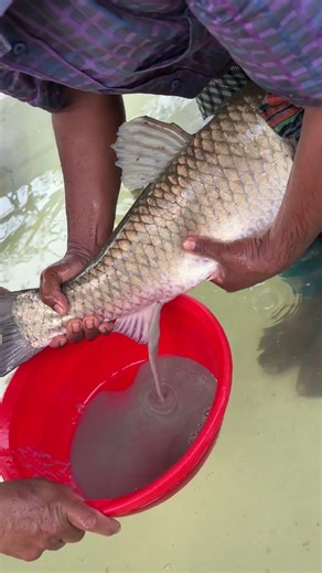 Amazing Mrigel Fish Breeding System #shorts