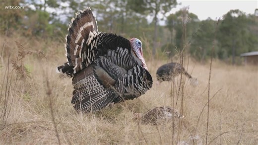 Turkey hunting season about to begin in SC with some new rule changes