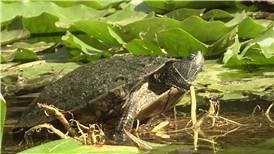 Watch How to Clean Turtle Shell on Amazon Live