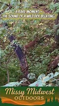Rare Footage: A Wild Doe Bleating — A Sound Every Hunter Should Know 🦌🎙️ #hunting #doe