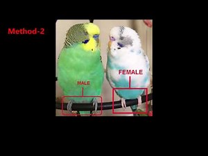 Love Birds difference between Male and Female bird