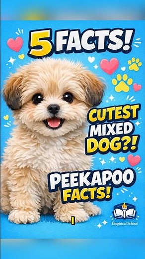Meet the Peekapoo! 5 Cute Facts About This Designer Dog l Peekapoo Dog Breed Explained in 30 Seconds