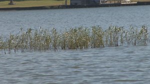 Georgia Power to address Lake Sinclair's invasive weed species