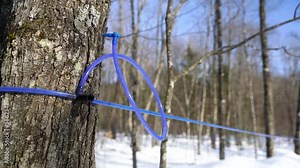 Flow of sap. Maple Sap flowing. Collecting sap. Spout. Plastic tubing. Maple sugaring. Maple syrup production. Harvestiing maple sap. Sugaring time.