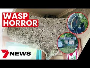 Gigantic wasp nest uncovered in Melbourne home | 7NEWS - The Global Herald