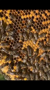 36K views · 1.5K reactions | #Queen #Bee | Honey Apple Farm | Facebook