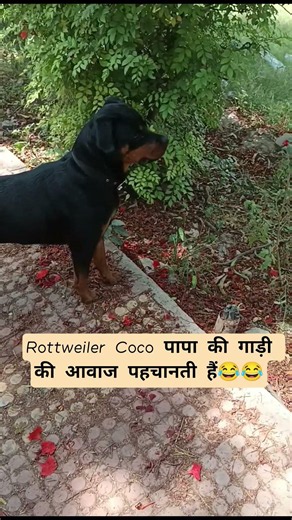 Papa की लाडली लाडो❤ #cocotherottweiler #naughtycoco #rottweilerlove #fatherdoglove #viral #trending