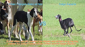 Comparing Chien Français Blanc et Noir vs. Galgo Español: A Guide for Dog Enthusiasts
