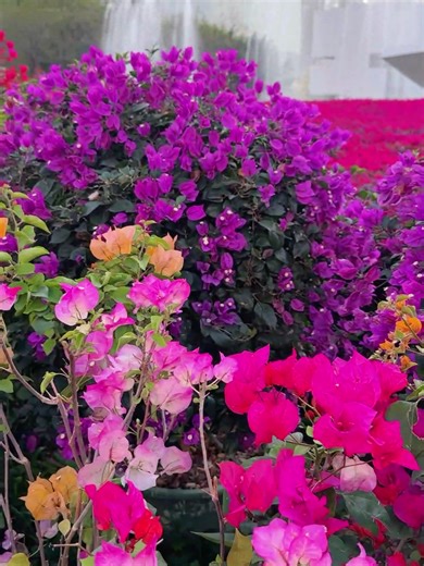 Growing Bougainvillea: Guide to Seeds and Flowers