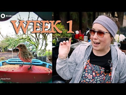 Bird Buddy Review & Setup