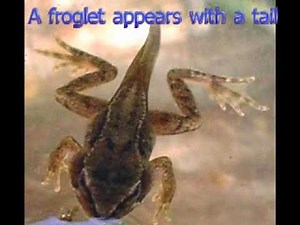 Frog Life Cycle Part 1