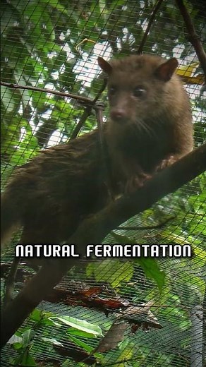 Kopi Luwak: Coffee’s Wildest Journey