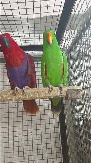 Beautiful Eclectus Parrots