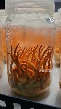 കുപ്പിക്കുള്ളിൽ വളരുന്ന പണമരം😳 |World's Expensive Edible Mushroom Farming in Kerala|OneRoof|#Shorts