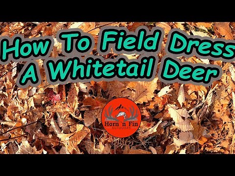How To Field Dress A Whitetail Deer