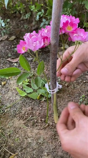 Amazing Garden Gadgets: Plant Support /Cool Gadgets on Amazon Finds #amazonfinds #coolgadgets
