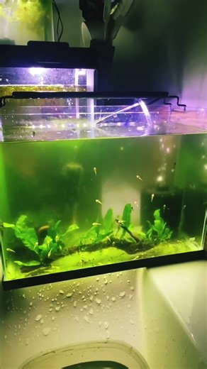 Simple tank setup for bristlenose pleco babies.