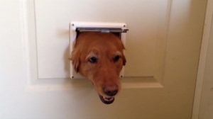 Funny Dogs Take Turns