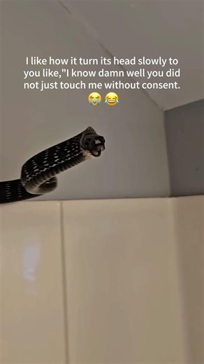 Sometimes snakes can be cute too 🐍 #funnyanimals #foryou #funnyvideos #snake #pet