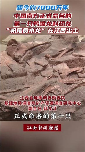 中国江西发现距今约7000万年前的鸭嘴龙科化石，被命名为“帆尾贡水龙”，属于栉龙亚科的早期分支。