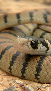 2.1M views · 32K reactions | POP goes the weasel! The eastern brown...