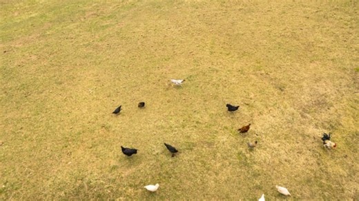 Chicken, Feeding, Time Lapse. Free Stock Video