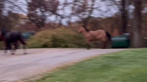 5.7K views · 185 reactions | KD Guest Ranch on Reels | Facebook