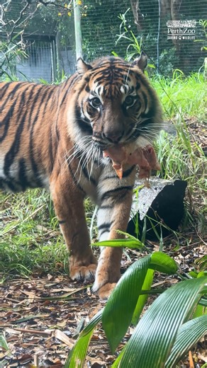 Happy International Tiger Day! 🐯 Sumatran Tiger Jaya preyed on some special 'antelope' enrichment full of meaty treats to celebrate 🐾 | Perth Zoo