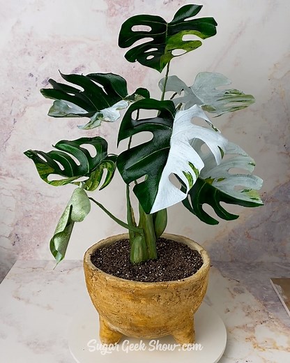 ✖️NEW✖️ Calling all plant lovers! 🌿 🌱 🍃 You will not beLEAF the tips and tricks I've got to share with you in this new monstera plant cake tutorial! https://sugargeekshow.com/paid-video/variegated-monstera-cake/ In this tutorial, I'll walk you through step-by-step how to create this gravity-defying plant cake structure, how to make realistic stems and flexible leaves. We'll also go over how to make the gravity defying pot with realistic dirt (who knew you'd ever need to know how to do that!?)