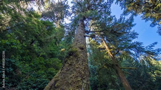 Footage of the famous, approximately 550-year-old Giant Sitka Spruce tree located on the Giant Spruce Trail in the Siuslaw National Forest near Cape Perpetua, on the central Oregon coast.
