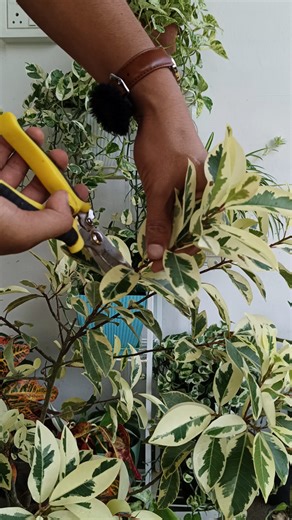 How to propagate Starlight ficus 🌱 #gardening #garden #plants #reels #trendingreels #trendingreel #trendingreelsvideo #facebookviral #facebookreel #facebookreelsviral | Gardening Ideas