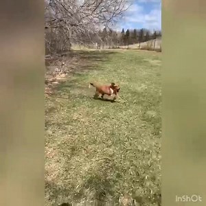 Home for Life took in two lost souls in the past few months, two dogs one from the humane society and one from animal control- who had run out of opportunities for placement after being adopted and returned multiple times and were facing euthanasia. Although CC and Blue met at Home for LIfe, they have become the best of friends, sharing a similar energy level for sure and in significant ways, similar stories. CC is a little hound mix and Blue an Australian Cattle Dog Read their stories here: Lad