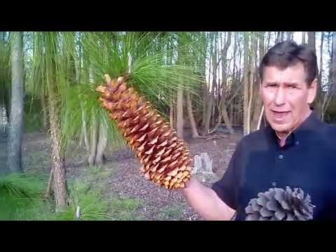 Tar Heel History Episode 1