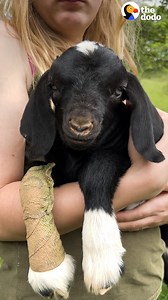 1.7M views · 28K reactions | Teeny baby goat and his pig BFF love running through the house together  | The Dodo | Facebook