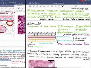 🔬Histology lecture1 epithelial tissue