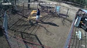 We are hiring this guy to do our trap baiting from now on!! If you are a pig trapper in East Texas and not selling to East Texas Wild Hog Buying you are missing out. Cullen Parker is the hardest working most professional licensed wild hog buyer that you will find. His equipment and holding pens are top of the line and it shows in his effectiveness in handling these pigs. | East Texas Hog Control