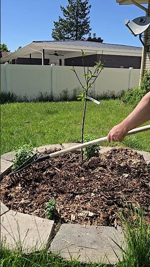 Easy Tree Mulching to Prevent Disease #gardening
