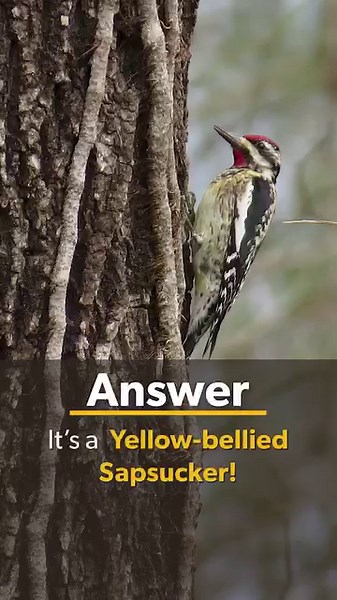 13K views · 166 reactions | Can you tell which woodpecker is knocking before the end of the reel? Woodpeckers drum to communicate. Drumming patterns can vary in pattern and length. Keep an ear out for a drumming woodpecker next time you're outdoors! Do woodpeckers fascinate you? Be sure to check out our newest self-paced, online course: https://academy.allaboutbirds.org/product/the-wonderful-world-of-woodpeckers/ | Cornell Lab of Ornithology | Facebook
