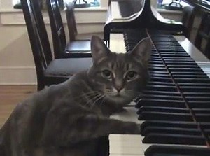 27K views · 397 reactions | Nora the Piano Cat got her big break in 2007 on when she went viral on YouTube overnight. Years on, she’s still making music and has even been featured on a song by her pianist owner, Betsy called Fur Release: A Prelude for Paws and Hands. Video credit: Nora the Piano Cat | Pamper SA | Facebook