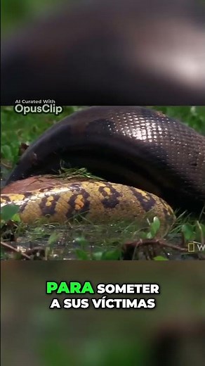 La Anaconda Verde: La Serpiente Gigante del Amazonas