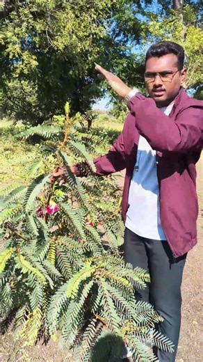 Amazing Uses of Agathi Flower | Sesbania grandiflora Explained Nutritional and Medicinal Uses