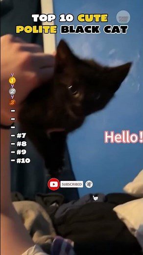 Top 10 Polite Black Cats Moments