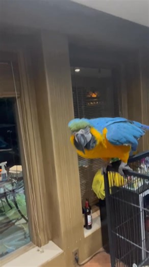 Daily dose of putting the best Pirates Bird to bed lol it’s a real thing lol like a five year old for sure lol | Jimmy Arber